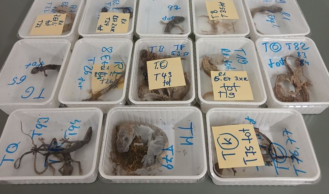 Tote Geckos liegen in Behältern nebeneinander auf einem Tisch. Die Tiere wurden bei einem Reptilienhalter in Unterfranken gefunden.