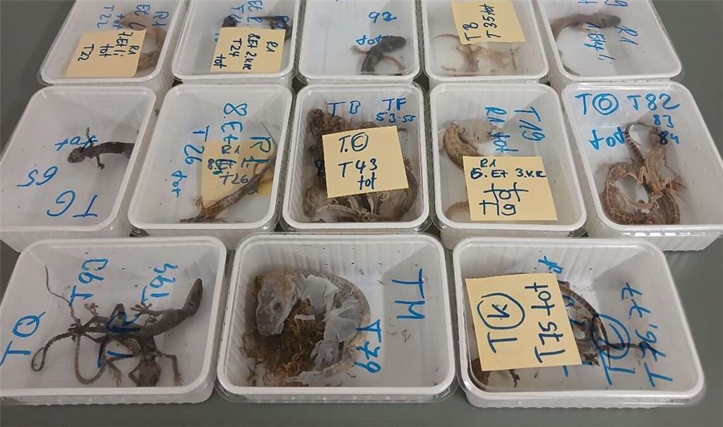 Tote Geckos liegen in Behältern nebeneinander auf einem Tisch. Die Tiere wurden bei einem Reptilienhalter in Unterfranken gefunden.