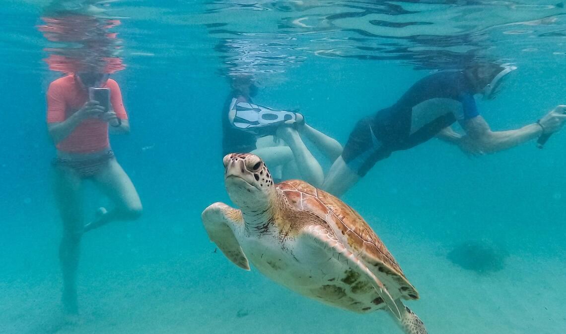 Touristen filmen eine Meeresschildkröte, die vor dem Strand von Piskado auf Curaçao schwimmt.