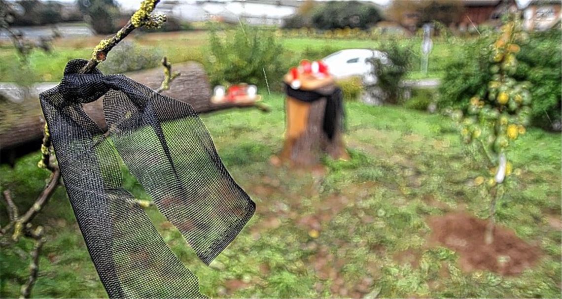 Trauerflor: Das Landratsamt will sich mit der Stadt über den Abtransport des gefällten Birnbaums abstimmen. In die Neugestaltung des Kreisels soll auch der Heimatverein einbezogen werden.
