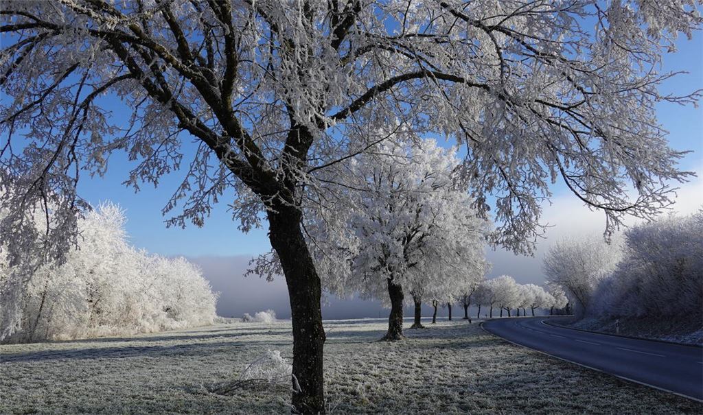 Traumhaftes Spalier der Natur. Foto: Wolfgang Kroh