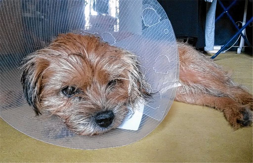 Not-OP rettet Champion