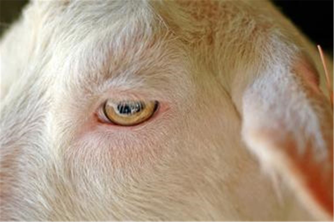 Treuherziger Blick: Nicht jeder Mensch verdient das Vertrauen, das andere Lebewesen in ihn setzen. Ein besonders brutaler Fall von Tierquälerei wurde in dieser Woche in Pforzheim verhandelt. Foto: Fotolia