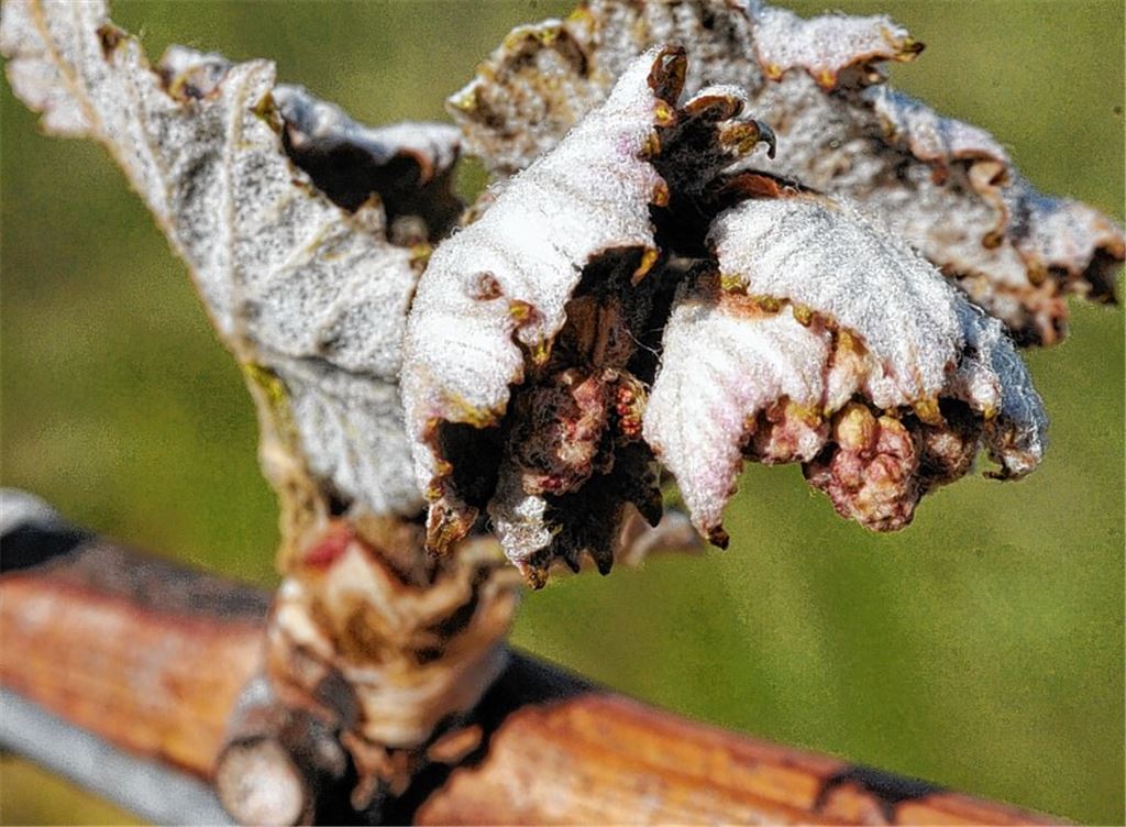 Winzer hoffen auf milden Sommer