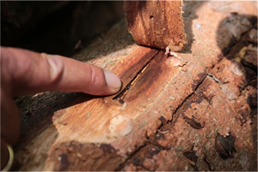 Trockenheit setzt dem Wald zu. Da haben Schädlinge wir der Borkenkäfer, dessen Fraßspur im Bild zu sehen ist, leichtes Spiel. Der Klimawandel ist eine riesige Herausforderung für die Forstwirtschaft - auch in Mühlacker. Archivfoto: Disselhoff