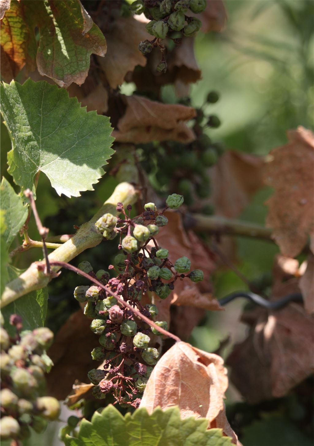 Trockenschäden im Weinberg. Foto: Archiv