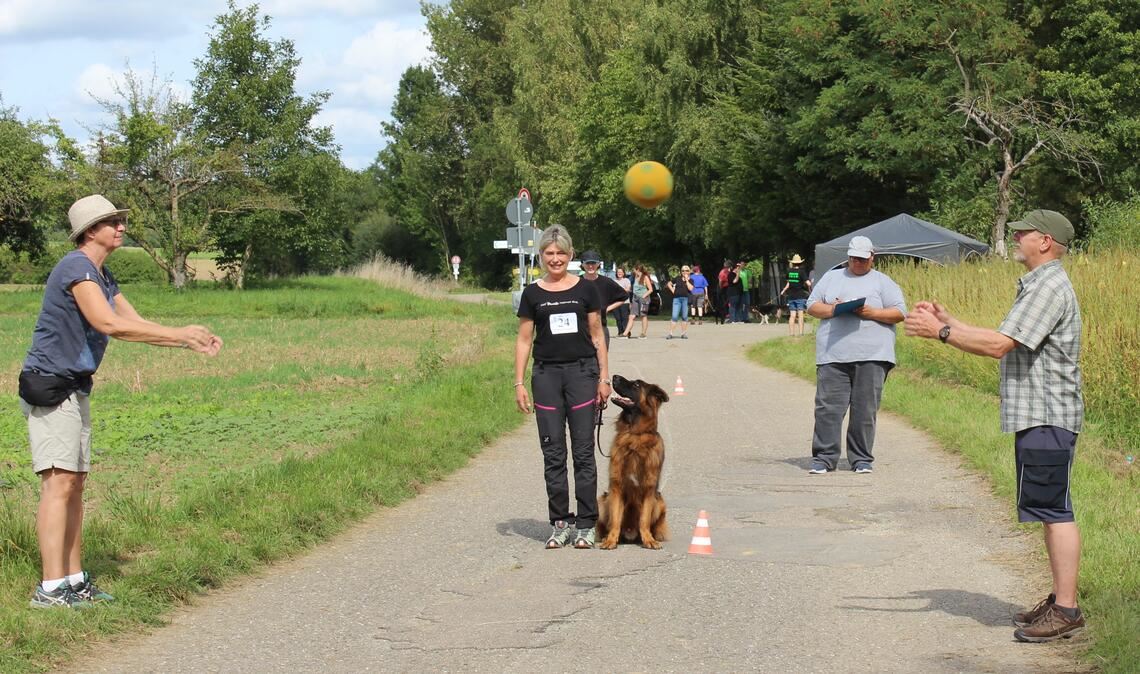 Trotz Ballspiel ganz ruhig: Der Schäferhund zeigt wie es geht. 