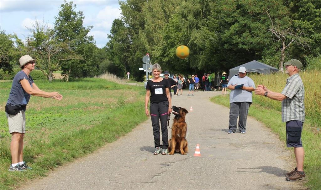 Trotz Ballspiel ganz ruhig: Der Schäferhund zeigt wie es geht. 