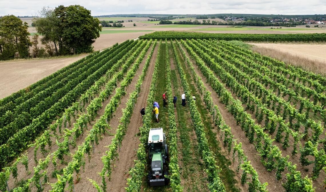 Trotz eines Rückgangs wegen des Wetters kommt fast die Hälfte des deutschen Weins aus Rheinhessen und der Pfalz.