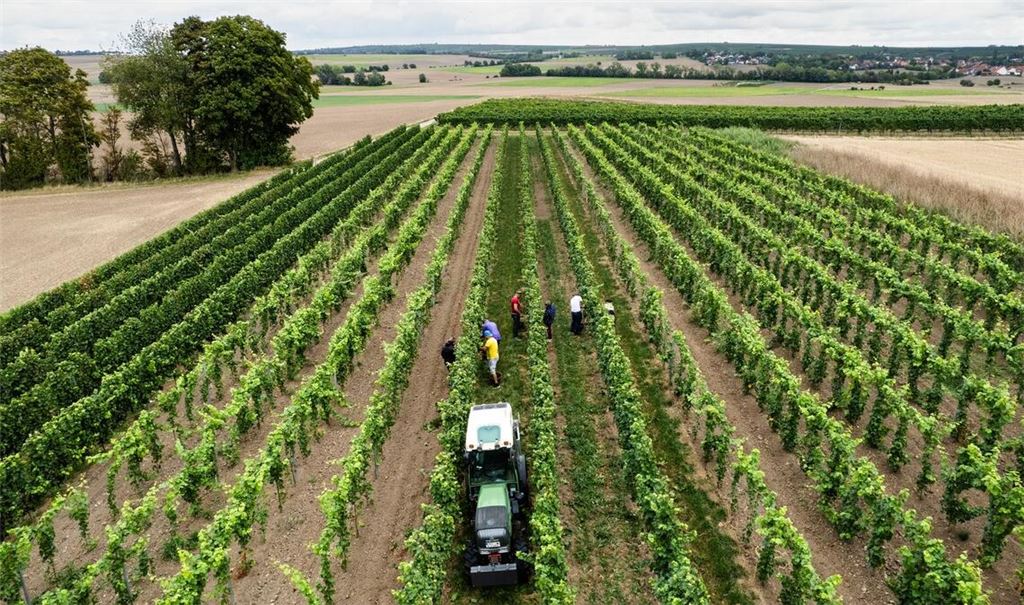 Trotz eines Rückgangs wegen des Wetters kommt fast die Hälfte des deutschen Weins aus Rheinhessen und der Pfalz.