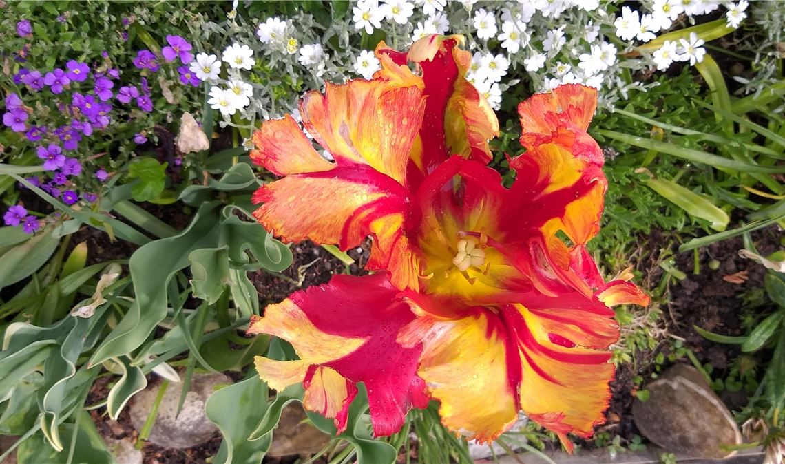 Tulpe der besonderen Art.  Foto: Ralf Davids, Illingen