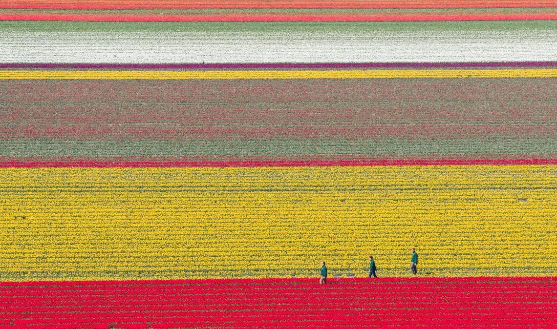 Tulpen wachsen zur Zwiebelvermehrung auf einem Tulpenfeld des Eickenhofs im Landkreis Gifhorn.