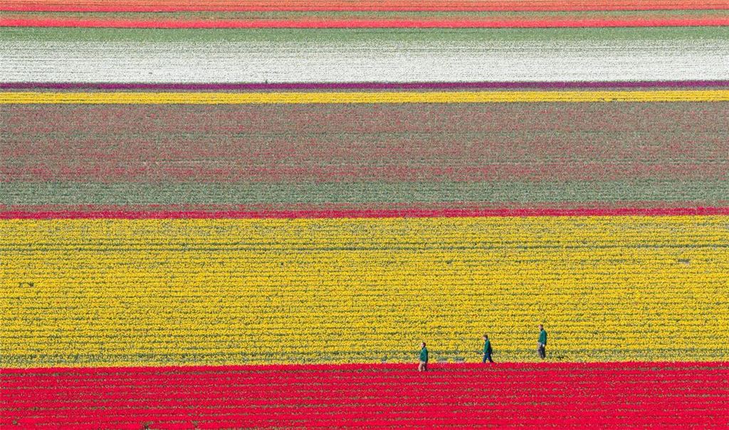 Tulpen wachsen zur Zwiebelvermehrung auf einem Tulpenfeld des Eickenhofs im Landkreis Gifhorn.