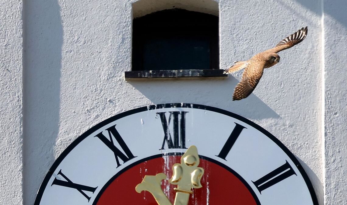 Turmfalke fliegt über Kirchturmuhr der Sankt Cosmas Kirche in Kaufbeuren.