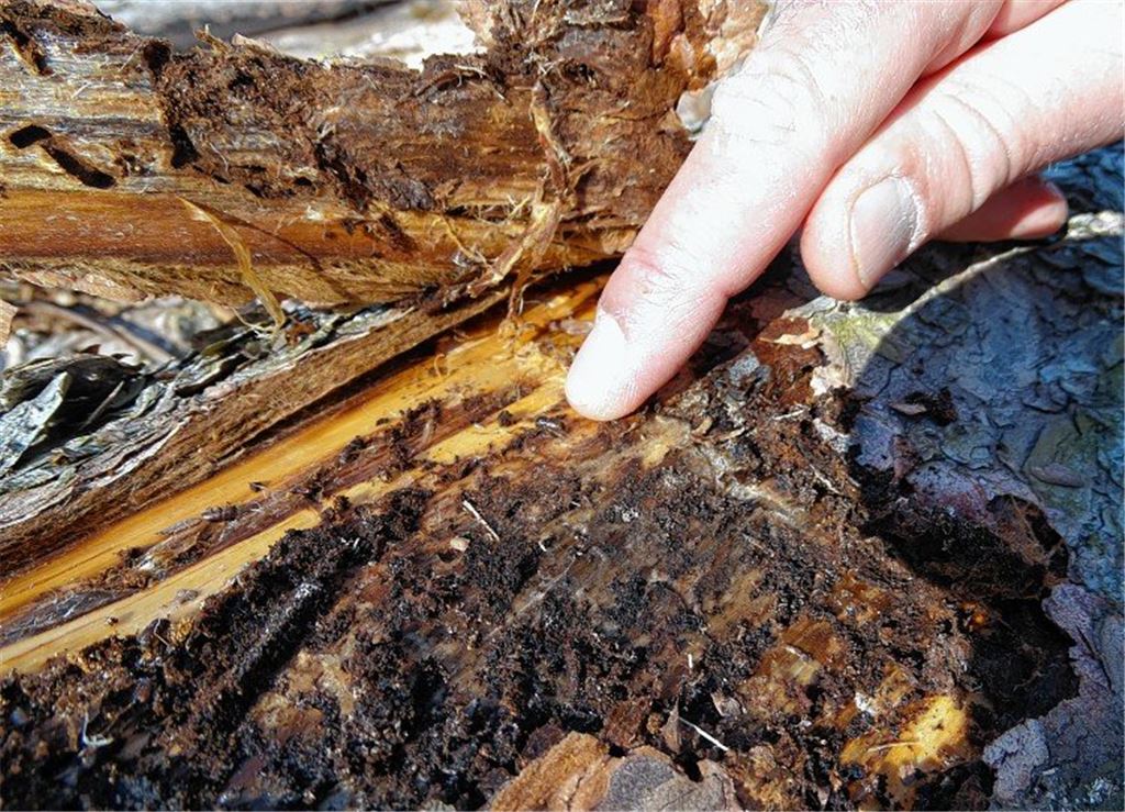 Borkenkäfer ist auch im Garten ein Thema