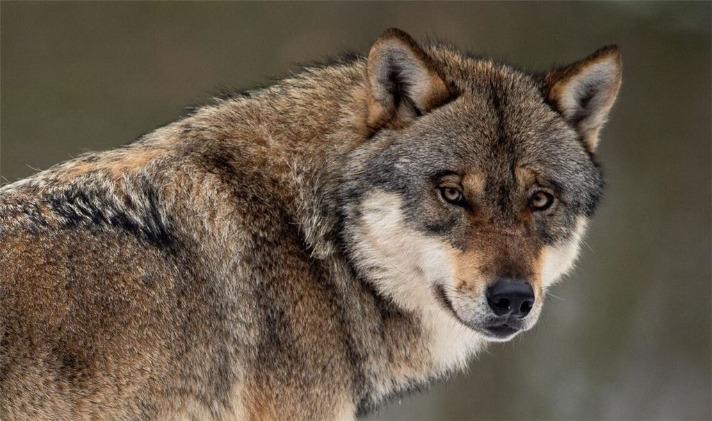 Über das Thema wird im Südwesten breit diskutiert. In Petitionen sammelten Wolfsfreunde wie -gegner Unterschriften.