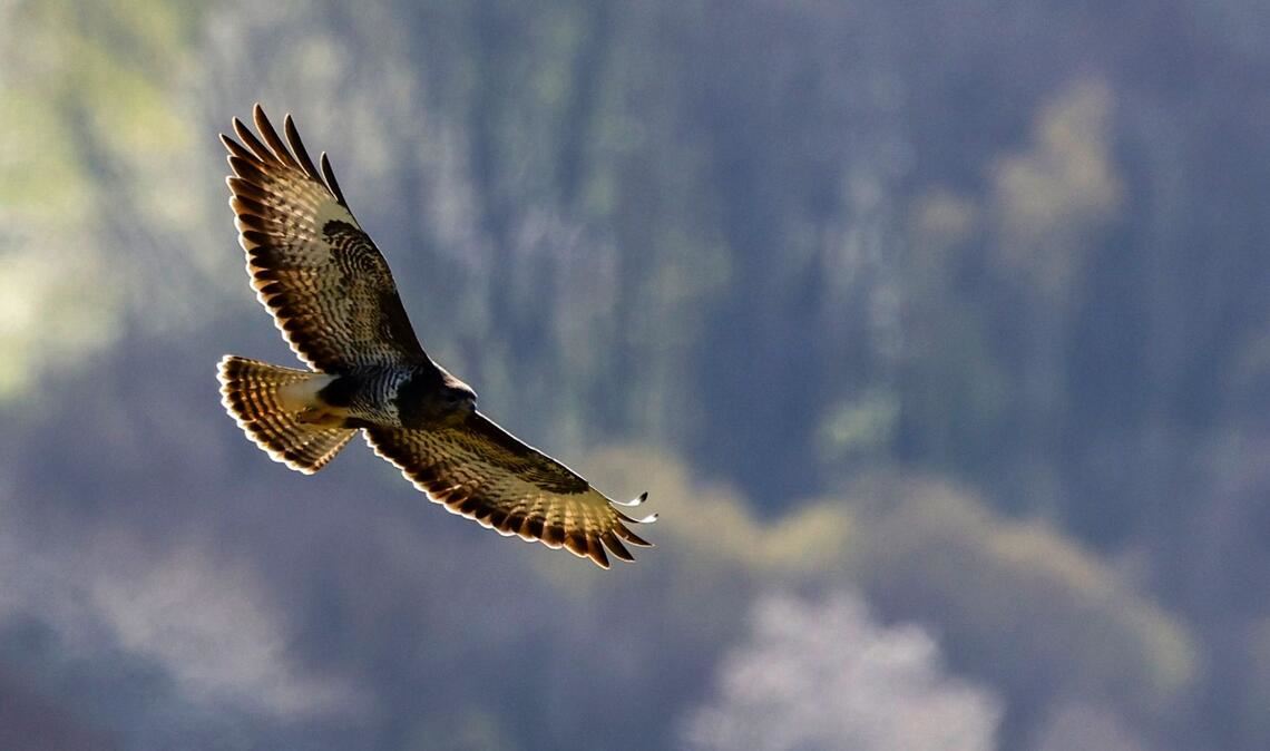 Über den Baumwipfeln: Ein Greifvogel fliegt mit ausgebreiteten Schwingen.