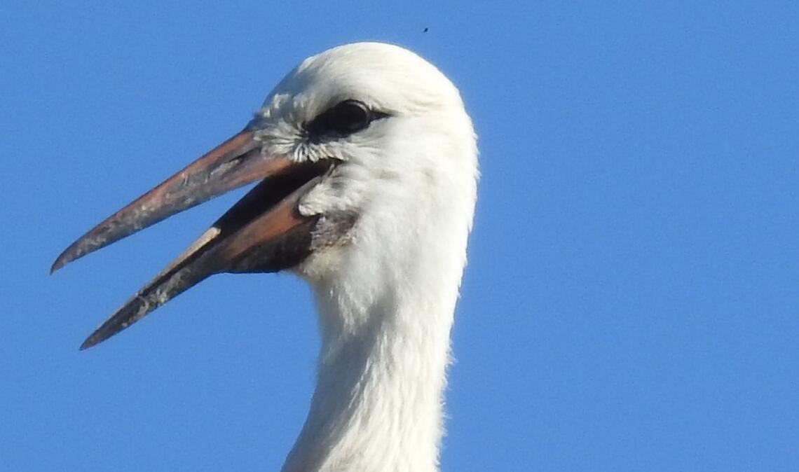 Über die App „Animal Tracker“ lässt sich nachvollziehen, wo sich die Senderstörche befinden. Storch „Toni“ hat sich für die östliche Route entschieden. Foto: Bosch