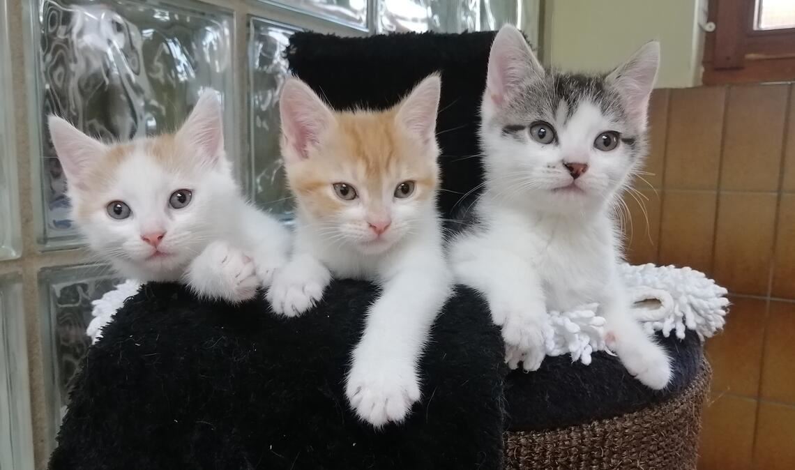 Über mangelnde „Kundschaft“ kann sich das Tierheim in Pforzheim – leider! – gerade nach der Corona-Zeit nicht beklagen.  Foto: Archiv