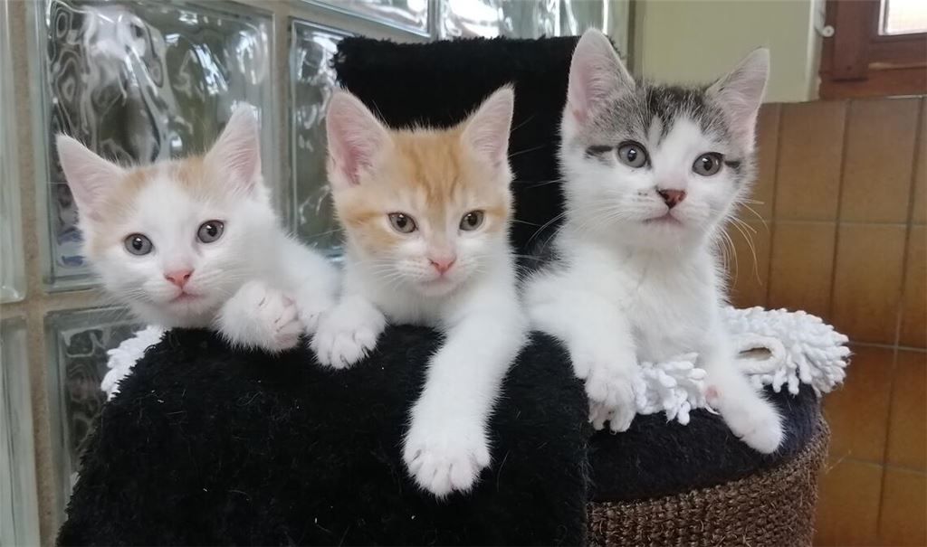 Über mangelnde „Kundschaft“ kann sich das Tierheim in Pforzheim – leider! – gerade nach der Corona-Zeit nicht beklagen.  Foto: Archiv