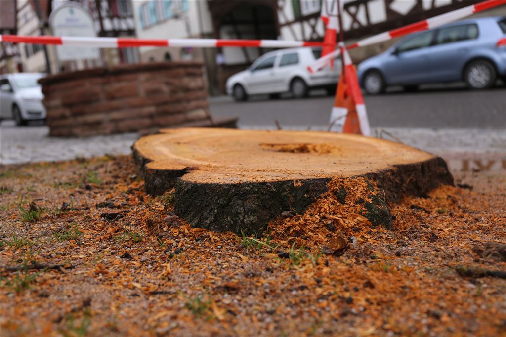 lh Linde gefällt Lienzingen (1)