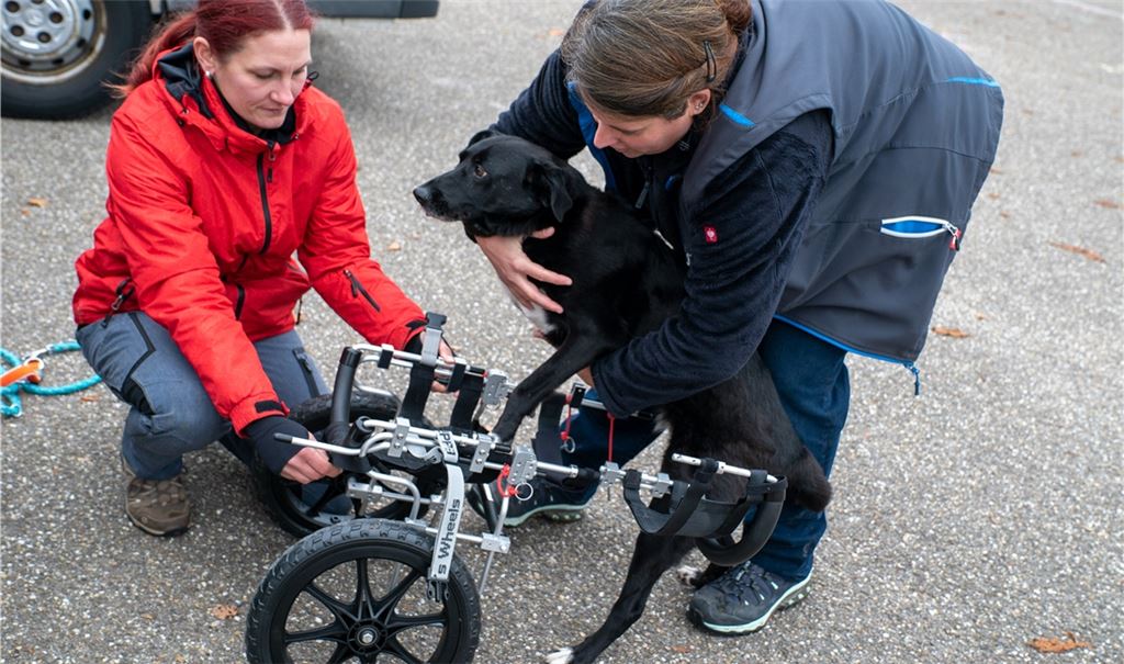 Übungseinheit: Kristin Hinze und Claudia Rieger helfen „Marina“ in ihren speziellen Hunde-Rollstuhl, ohne den sich die Hündin nur noch robbend und humpelnd fortbewegen könnte.Recken