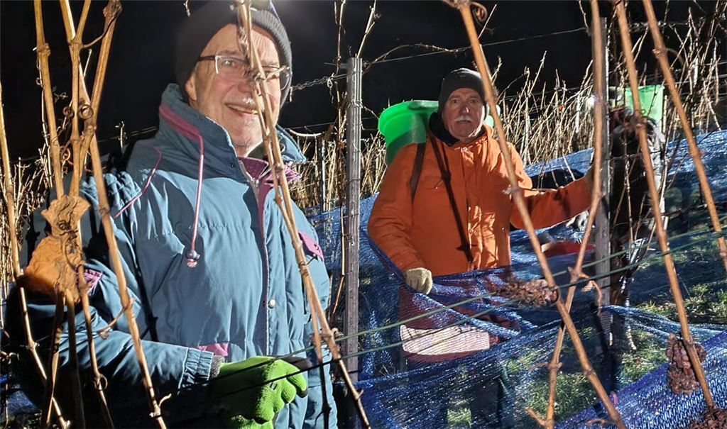 Um 5 Uhr morgens bei völliger Dunkelheit und bei minus 8 Grad steigen die Helfer in den Hang, um den berühmten Eiswein zu lesen. Fotos: privat
