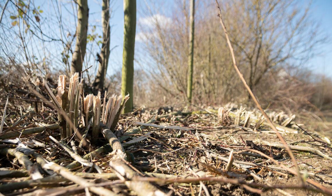 Um an den Zaun zu kommen, mussten die Arbeiter Teile der geschützten Feldhecke roden. Eine Genehmigung dafür lag zu dem Zeitpunkt noch nicht vor. Foto: Fotomoment