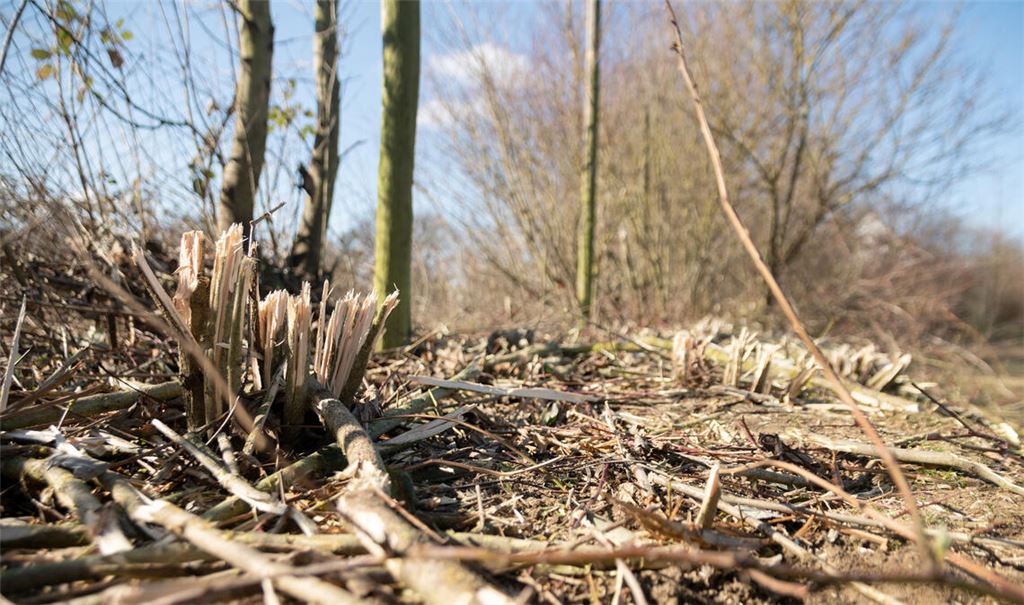 Um an den Zaun zu kommen, mussten die Arbeiter Teile der geschützten Feldhecke roden. Eine Genehmigung dafür lag zu dem Zeitpunkt noch nicht vor. Foto: Fotomoment