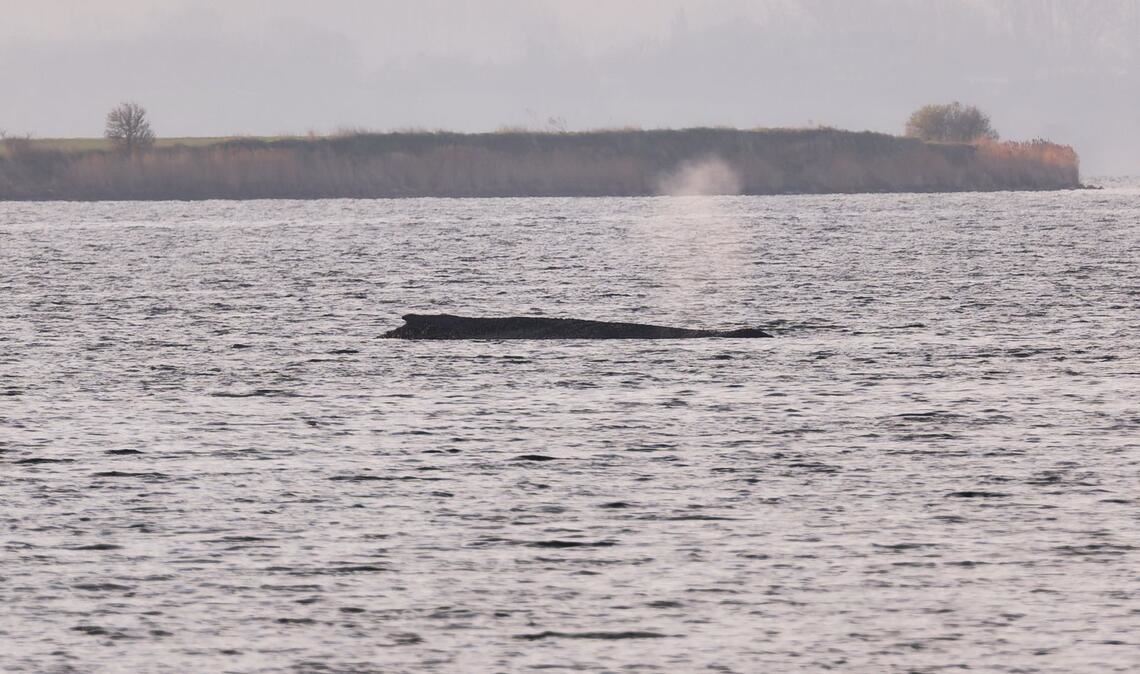 Um den Buckelwal herum ist eine Sperrzone eingerichtet worden.