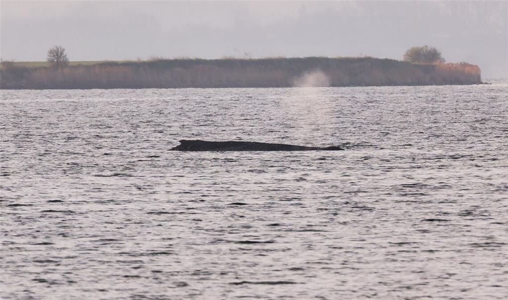 Um den Buckelwal herum ist eine Sperrzone eingerichtet worden.
