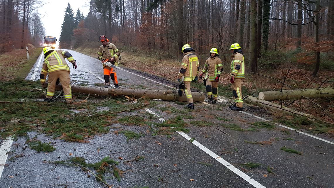 Umgekippter Baum zwischen Pinach und Lomersheim. Bild: Recken