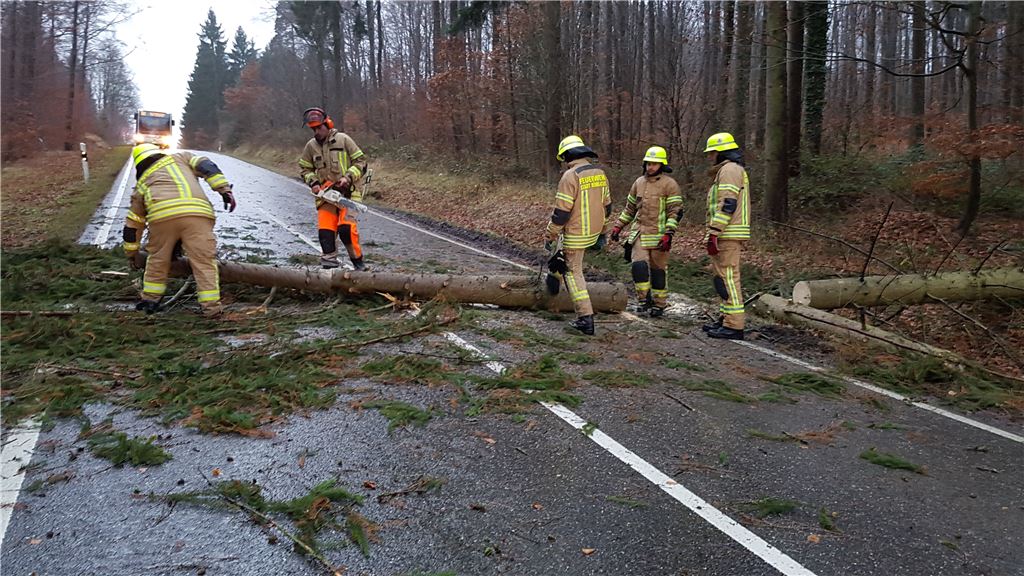 Umgekippter Baum zwischen Pinach und Lomersheim. Bild: Recken