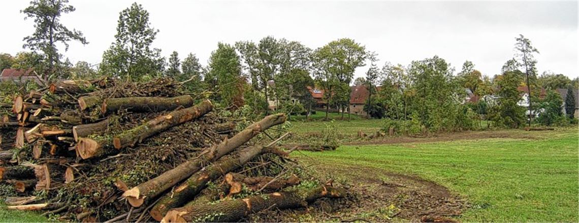 Fällaktion am Erlenbach in der Kritik