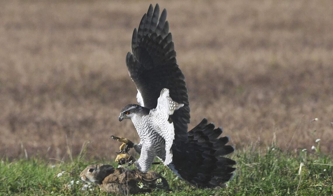 „Hilde“ bewahrt ein blutiges Unesco-Erbe Umstrittene Tradition: Der Habicht schlägt bei der „Beizjagd“ ein Kaninchen. Fotos: Lechner