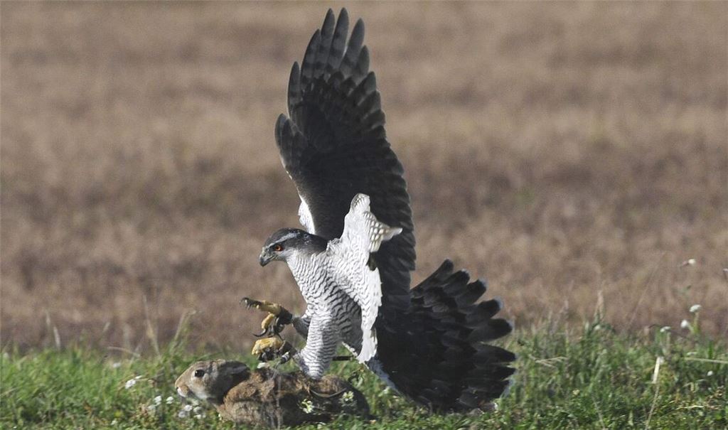 Umstrittene Tradition: Der Habicht schlägt bei der „Beizjagd“ ein Kaninchen. Fotos: Lechner