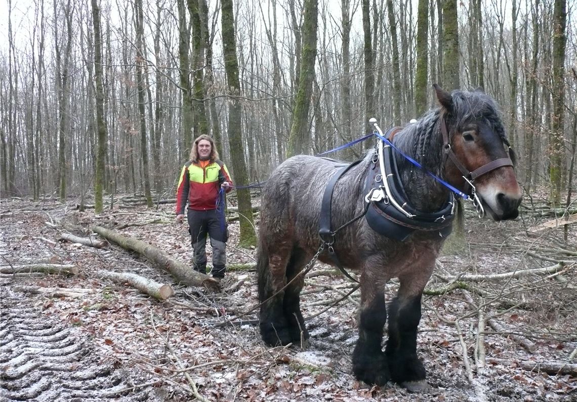 Umweltschonender Einsatz im Forst: Mit einer Pferdestärke zieht das Kaltblut „Gilles“ bis zu 500 Kilogramm schwere und zwölf Meter lange Holzstämme aus dem Wald an die Ränder der Rückegassen und ersetzt so die Arbeit von Spezialschleppern und Seilwinden. Foto: Dietrich