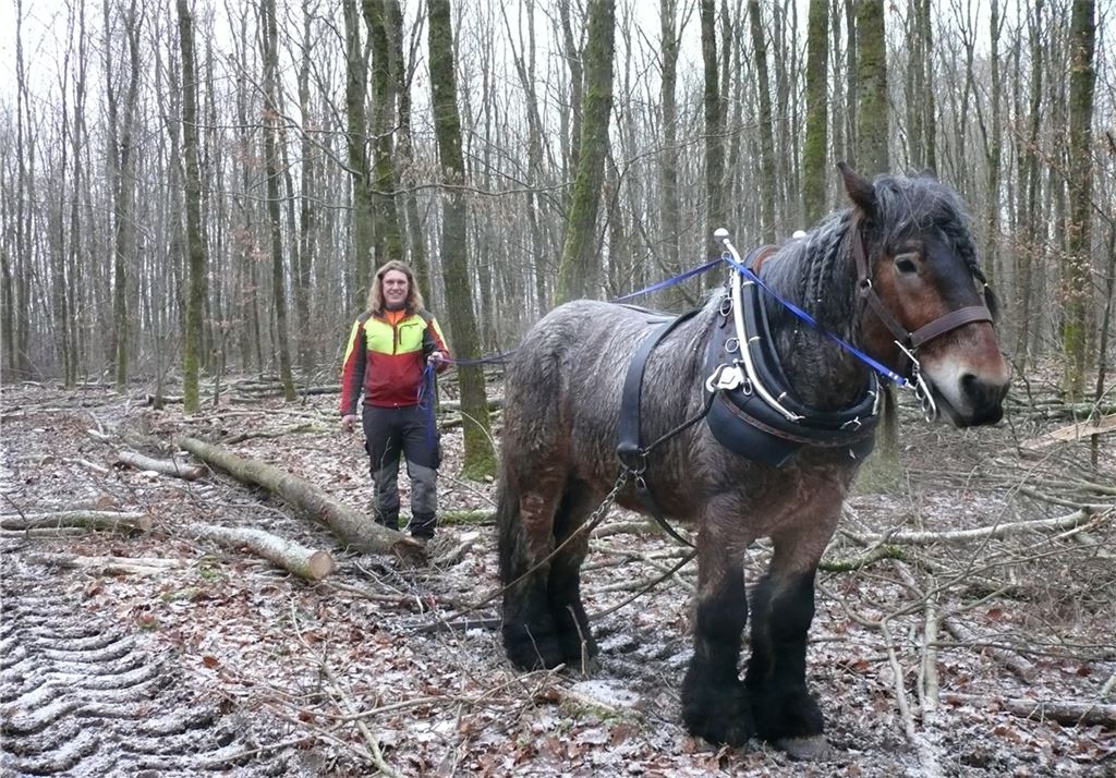 Umweltschonender Einsatz im Forst: Mit einer Pferdestärke zieht das Kaltblut „Gilles“ bis zu 500 Kilogramm schwere und zwölf Meter lange Holzstämme aus dem Wald an die Ränder der Rückegassen und ersetzt so die Arbeit von Spezialschleppern und Seilwinden. Foto: Dietrich