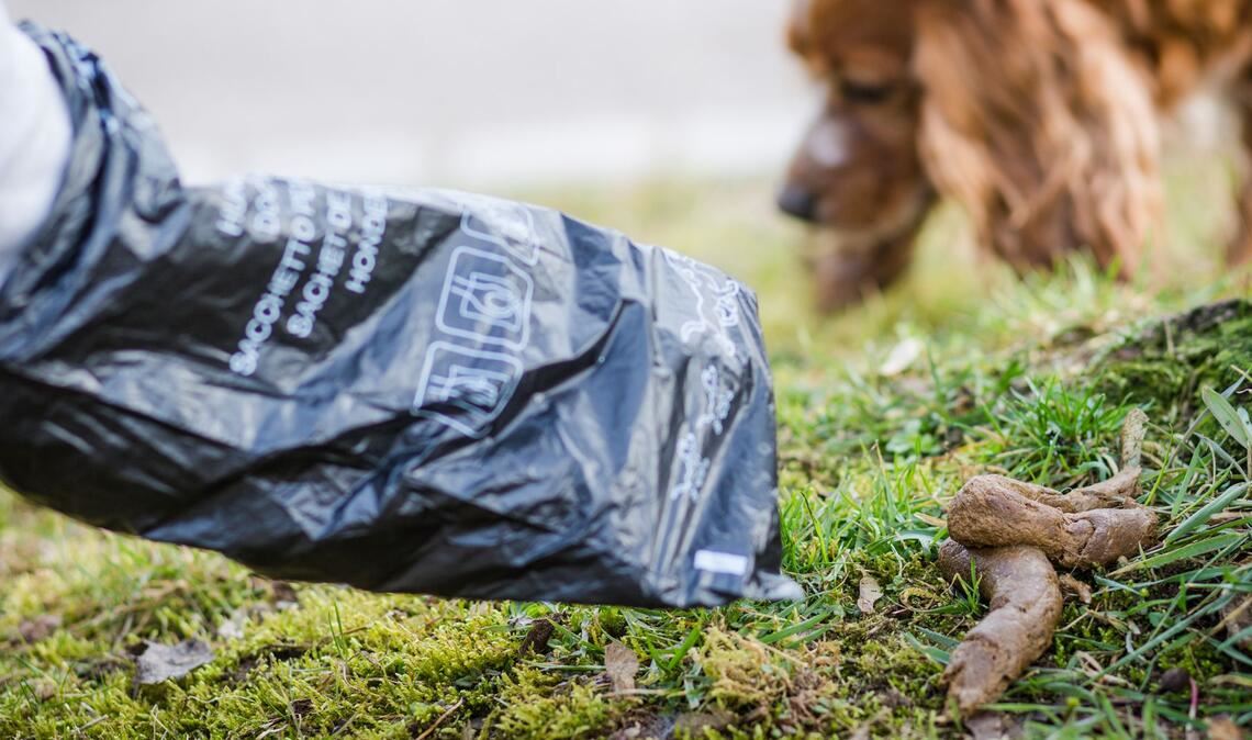 Unabhängig davon, ob kostenlose Hundekotbeutel zur Verfügung stehen, müssen sich Halter um die Beseitigung des Drecks ihrer Tiere kümmern.