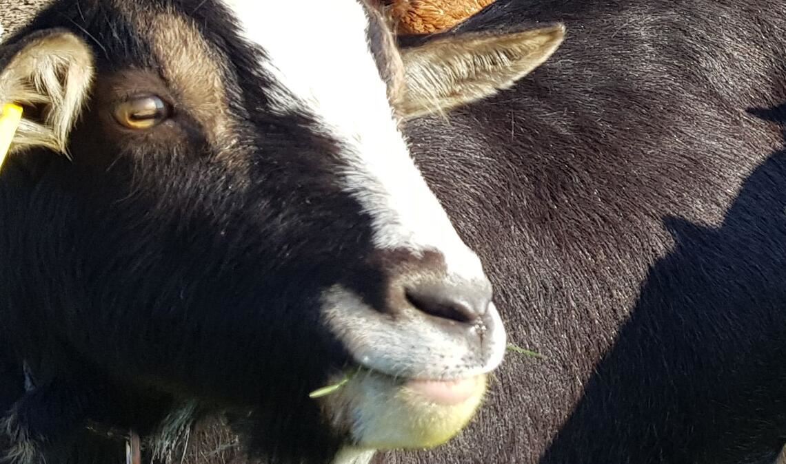 Unbekannte Tierquäler haben auf einer Weide in den Höhenlagen über Enzberg drei Ziegen geschlachtet. Symbolfoto: Archiv
