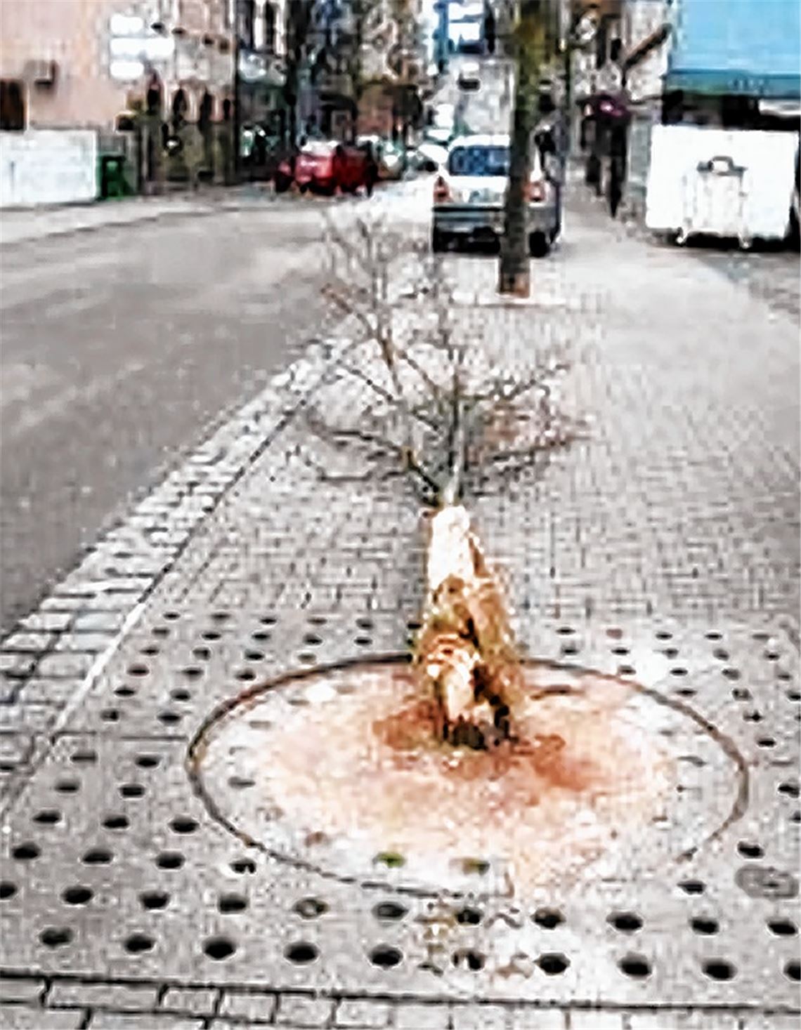 Ahorn fällt Rangierunfall zum Opfer