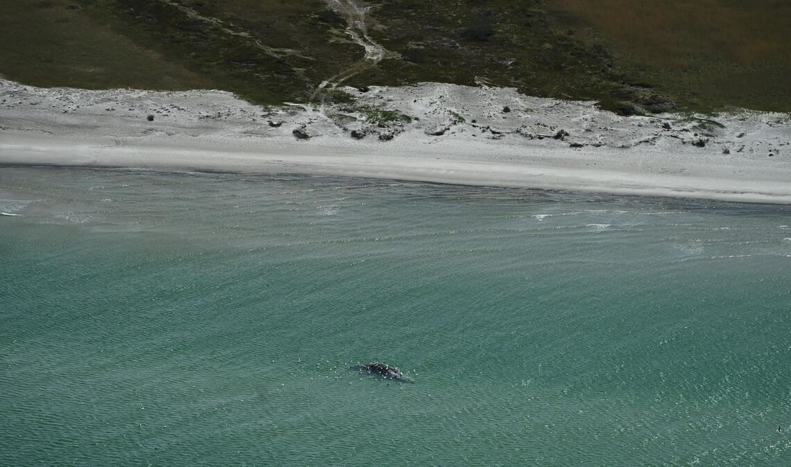 Unklar ist, ob es sich um den Wal handelt, der Ende März erstmals vor Timmendorfer Strand gestrandet war und rund einen Monat später in den Skagerrak, Nordsee, transportiert worden wurde.