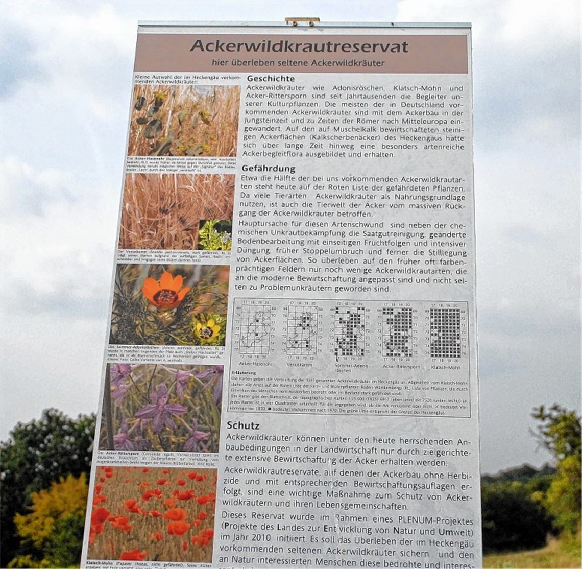 „Unkraut“ kann wertvoll sein: Eine Infotafel in Mönsheim erklärt, warum.