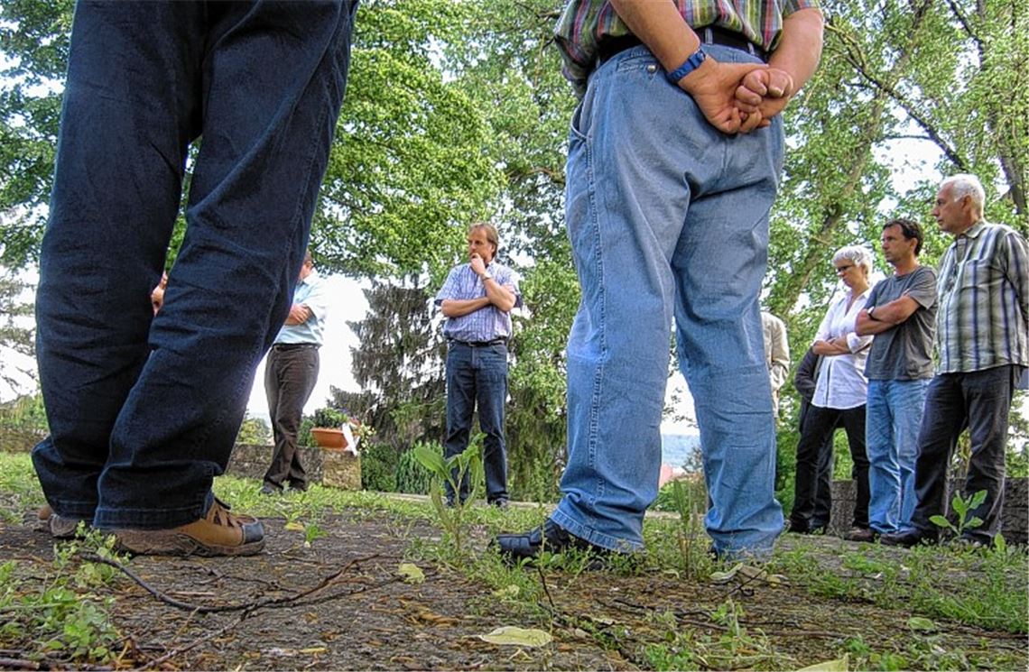 Unkraut zu Füßen der Stadträte.