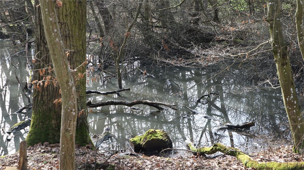Unscheinbar: Der Tümpel auf Gemarkung Ölbronn, der wochenlang unter dem Verdacht stand, giftige Faulgase in tödlichen Mengen ausgestoßen zu haben. Die Sperrung ist nun aufgehoben. Foto: Willimek