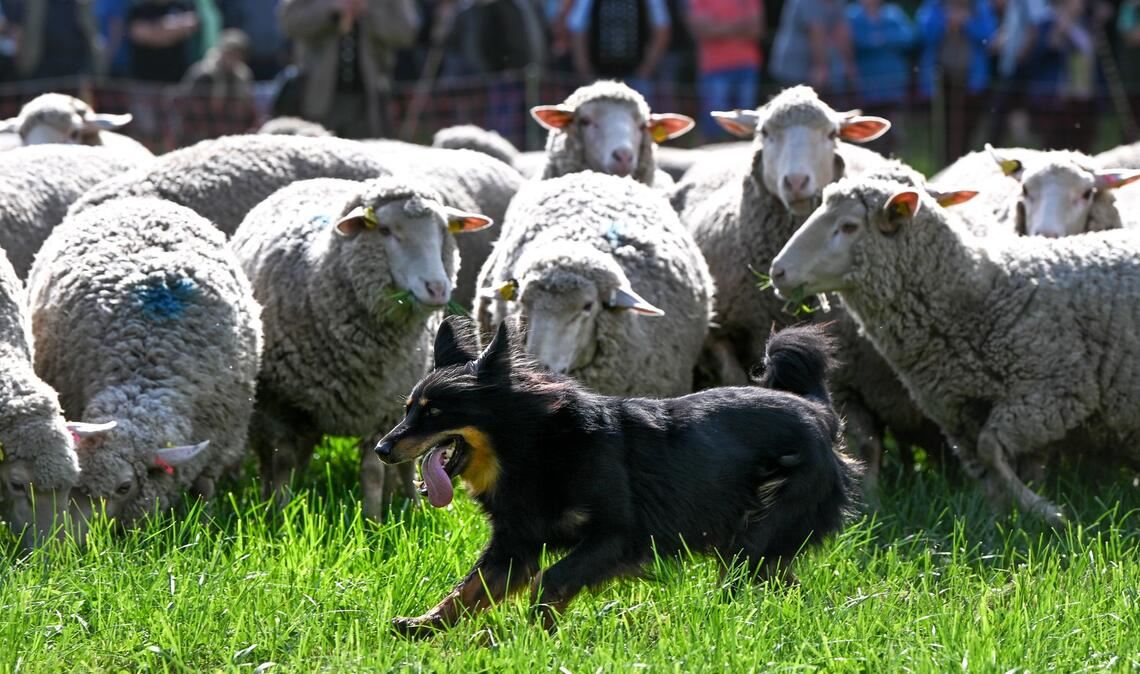 Bilder des Tages Unter Schafen: Ein Hütehund treibt Schafe beim Landesleistungshüten der Schäfer in Sachsen-Anhalt.