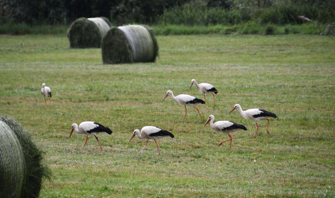 Storch Findus legt einen Sensationsflug hin Unter anderem auf dieser Wiese bei Lomersheim haben sich in der warmen Jahreszeit Störche aufgehalten. Gut gestärkt ging es dann in den Süden. Fotos: Bosch