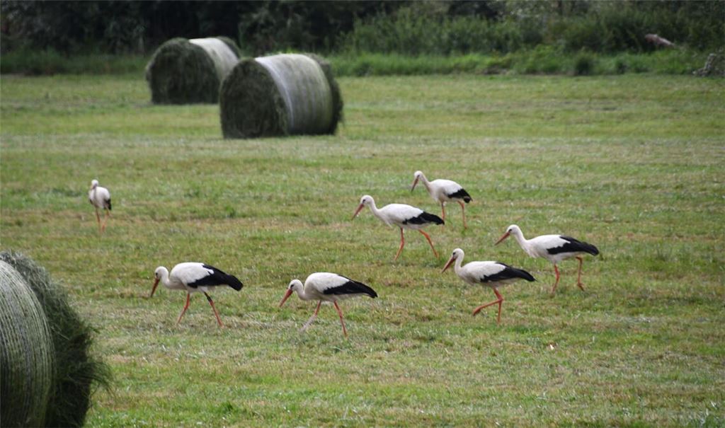 Unter anderem auf dieser Wiese bei Lomersheim haben sich in der warmen Jahreszeit Störche aufgehalten. Gut gestärkt ging es dann in den Süden. Fotos: Bosch
