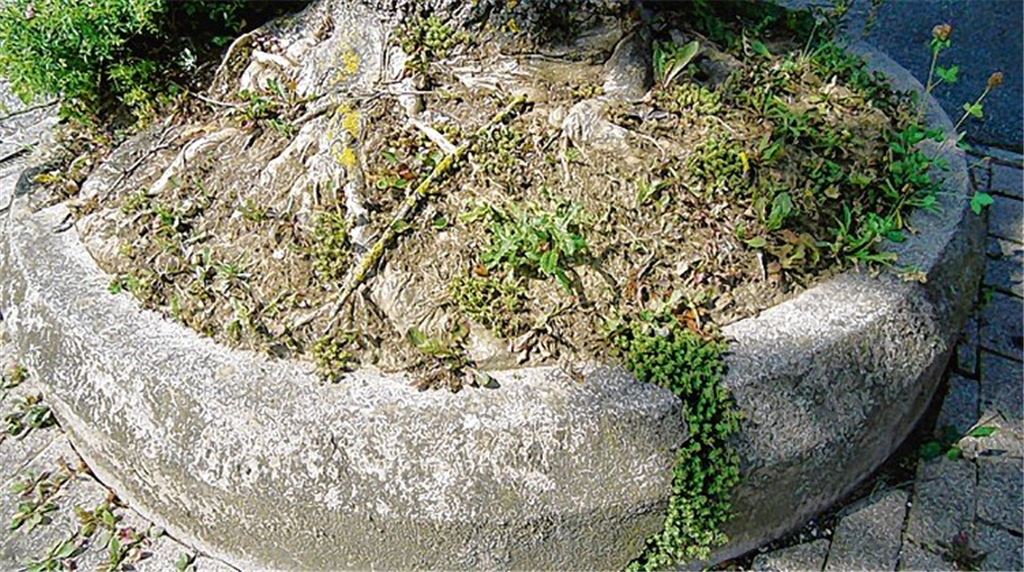 Expertin listet Baum-Sünden auf