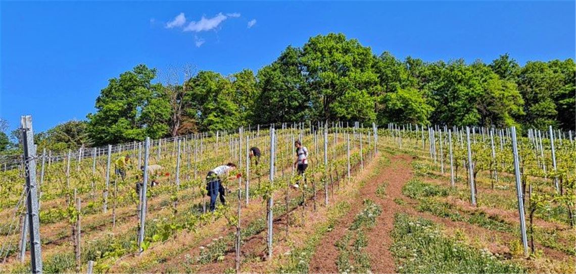 Regionaler Weinbau geht neue Wege